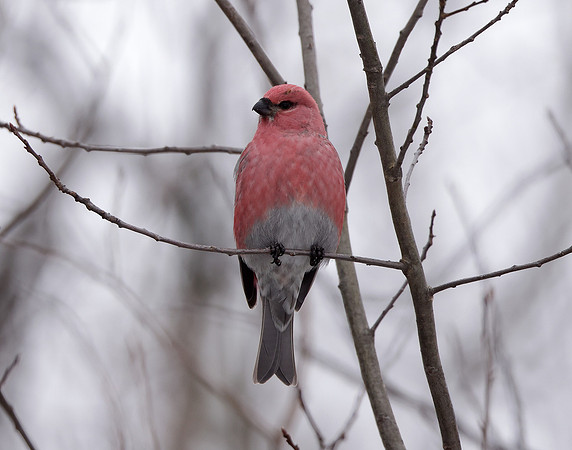 Pine Grosbeak Pinicola enucleator