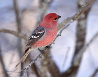 Pine Grosbeak Pinicola enucleator