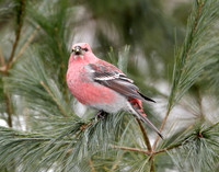 Pine Grosbeak Pinicola enucleator