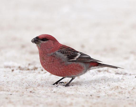 Pine Grosbeak Pinicola enucleator