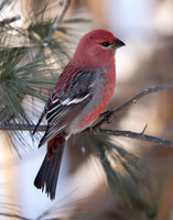 Pine Grosbeak Pinicola enucleator
