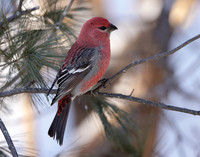 Pine Grosbeak Pinicola enucleator
