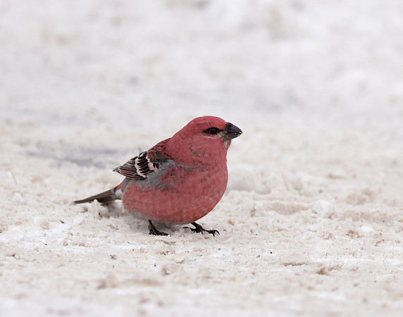 Pine Grosbeak Pinicola enucleator