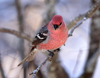 Pine Grosbeak Pinicola enucleator