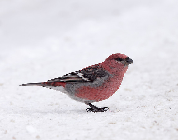 Pine Grosbeak Pinicola enucleator