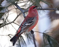 Pine Grosbeak Pinicola enucleator