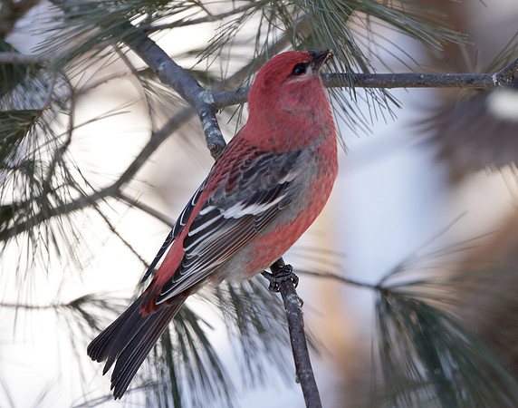 Pine Grosbeak Pinicola enucleator