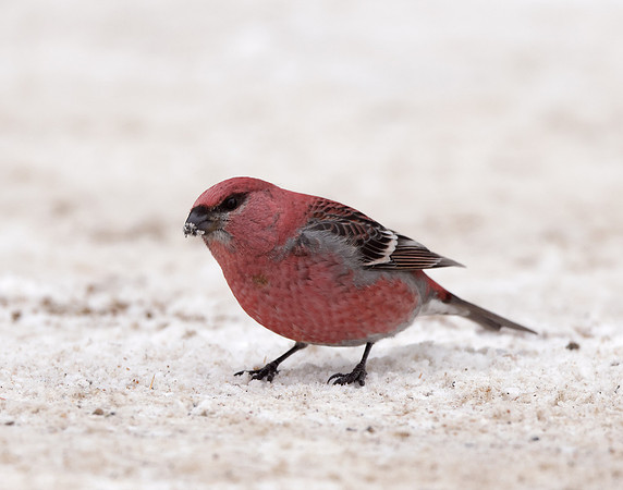 Pine Grosbeak Pinicola enucleator