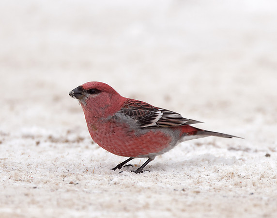 Pine Grosbeak Pinicola enucleator