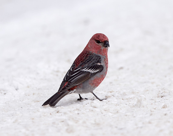 Pine Grosbeak Pinicola enucleator