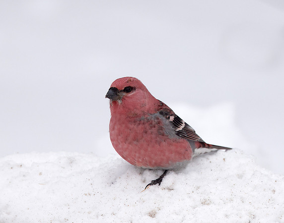 Pine Grosbeak Pinicola enucleator