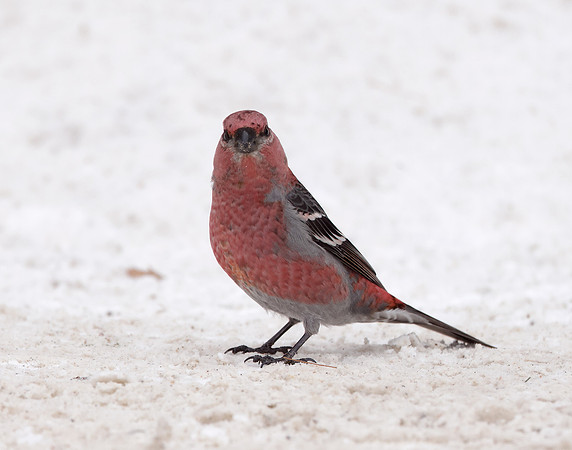 Pine Grosbeak Pinicola enucleator