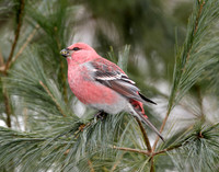 Pine Grosbeak Pinicola enucleator
