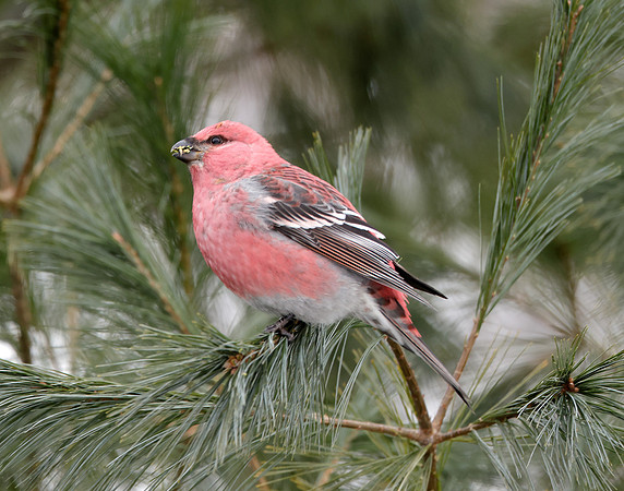 Pine Grosbeak Pinicola enucleator