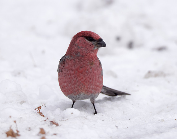 Pine Grosbeak Pinicola enucleator