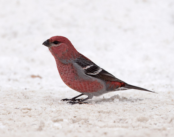 Pine Grosbeak Pinicola enucleator
