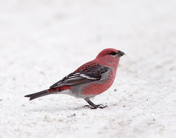 Pine Grosbeak Pinicola enucleator