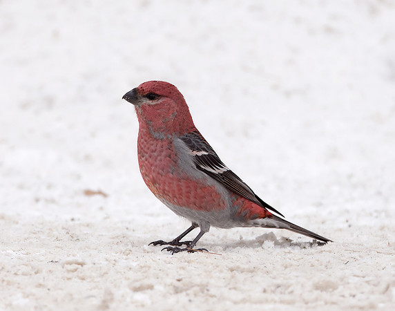 Pine Grosbeak Pinicola enucleator