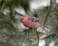 Pine Grosbeak Pinicola enucleator