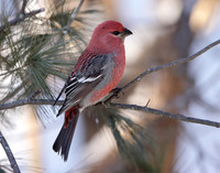 Pine Grosbeak Pinicola enucleator