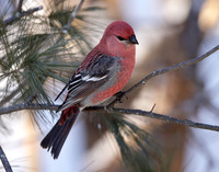 Pine Grosbeak Pinicola enucleator