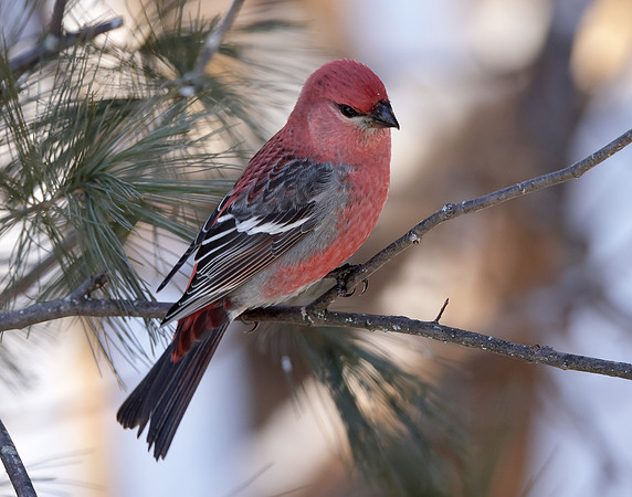 Pine Grosbeak Pinicola enucleator