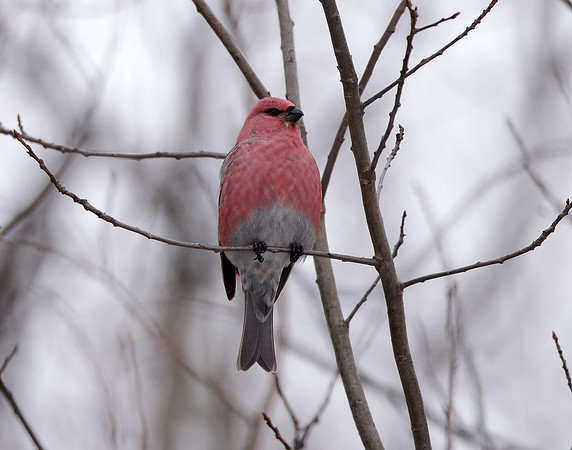Pine Grosbeak Pinicola enucleator