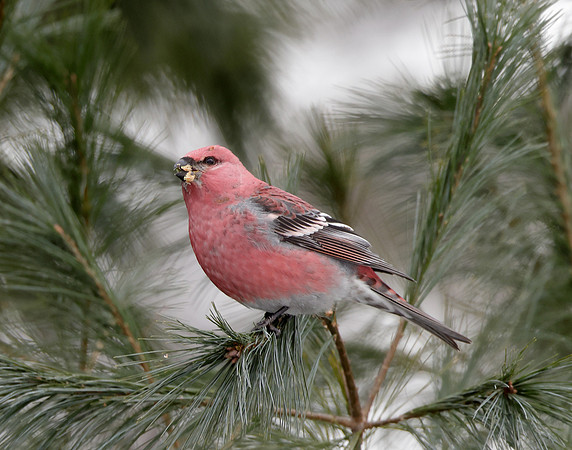 Pine Grosbeak Pinicola enucleator
