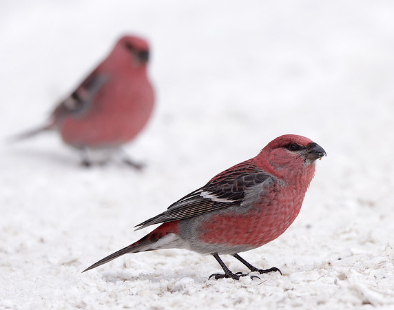 Pine Grosbeak Pinicola enucleator