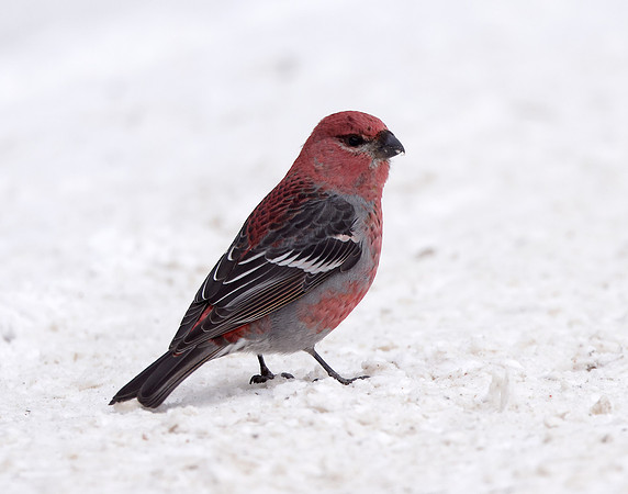 Pine Grosbeak Pinicola enucleator