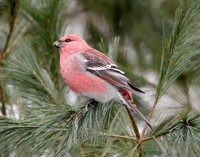 Pine Grosbeak Pinicola enucleator