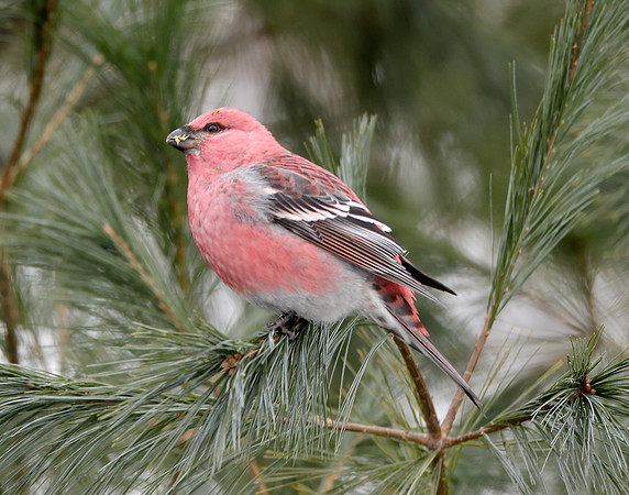 Pine Grosbeak Pinicola enucleator