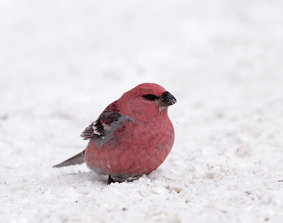Pine Grosbeak Pinicola enucleator