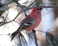 Pine Grosbeak Pinicola enucleator