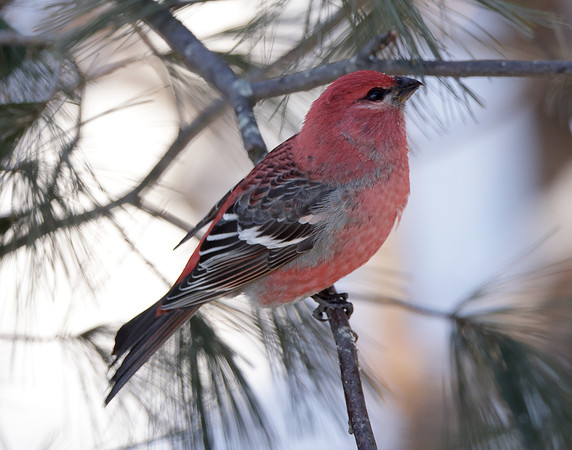 Pine Grosbeak Pinicola enucleator