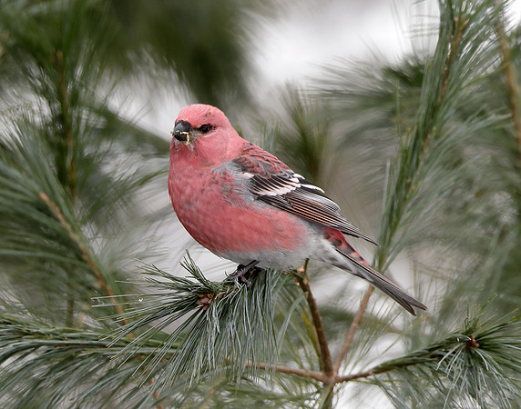 Pine Grosbeak Pinicola enucleator