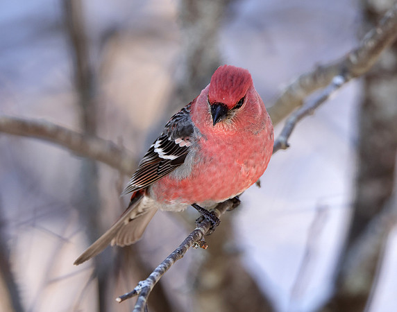 Pine Grosbeak Pinicola enucleator