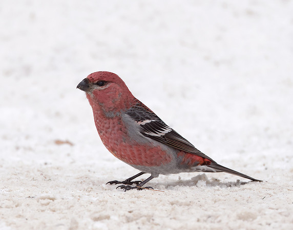 Pine Grosbeak Pinicola enucleator