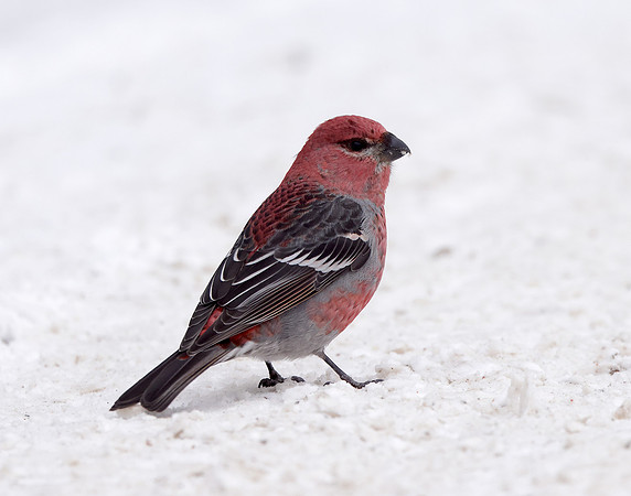 Pine Grosbeak Pinicola enucleator
