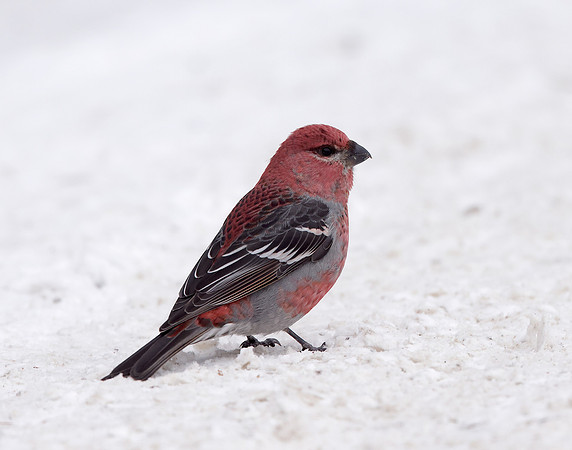 Pine Grosbeak Pinicola enucleator