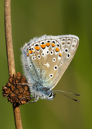 Common Blue Polyommatus icarus