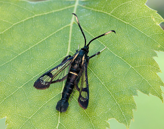 52.006 BF375 White-barred Clearwing Synanthedon spheciformis
