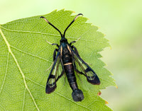 52.006 BF375 White-barred Clearwing Synanthedon spheciformis