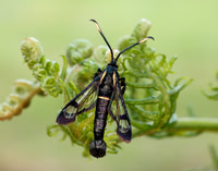 52.006 BF375 White-barred Clearwing Synanthedon spheciformis