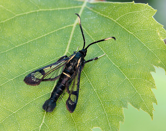52.006 BF375 White-barred Clearwing Synanthedon spheciformis