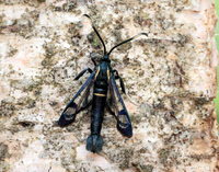 52.006 BF375 White-barred Clearwing Synanthedon spheciformis