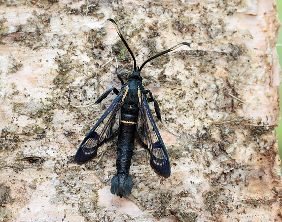 52.006 BF375 White-barred Clearwing Synanthedon spheciformis