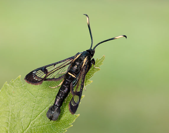 52.006 BF375 White-barred Clearwing Synanthedon spheciformis