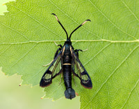 52.006 BF375 White-barred Clearwing Synanthedon spheciformis