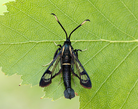 52.006 BF375 White-barred Clearwing Synanthedon spheciformis